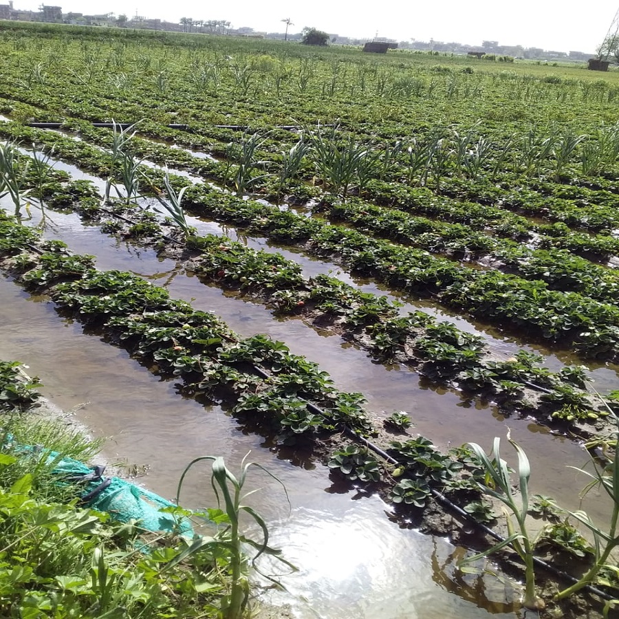 الأمطار الشديدة تغرق مزارع الفراولة