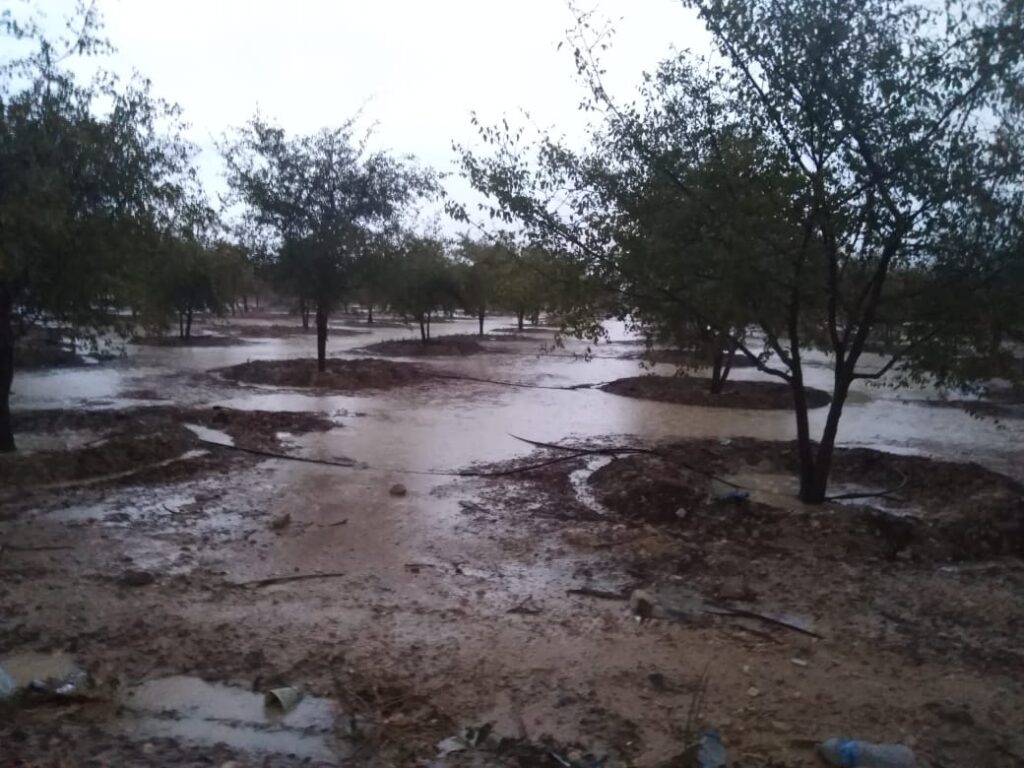 مزارع الزيتون أمطار 1 scaled