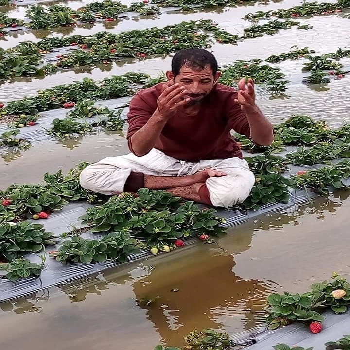 مزراع فراولة يبكي بسبب الأمطار في مزرعته