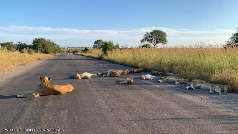 الاسود تحتل طريق في جنوب افريقيا