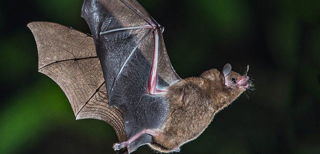 الخفافيش والفيروسات