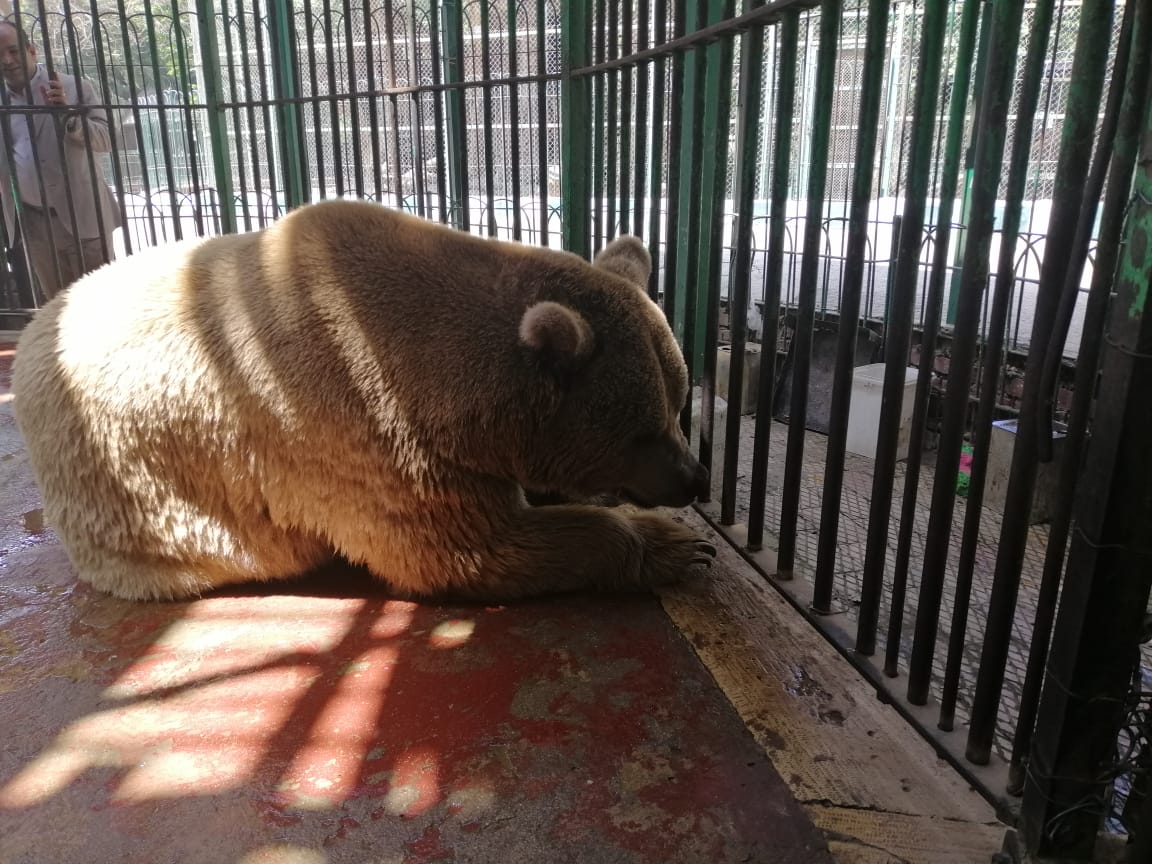 الدب الحزين في حديقة حيوان الجيزة
