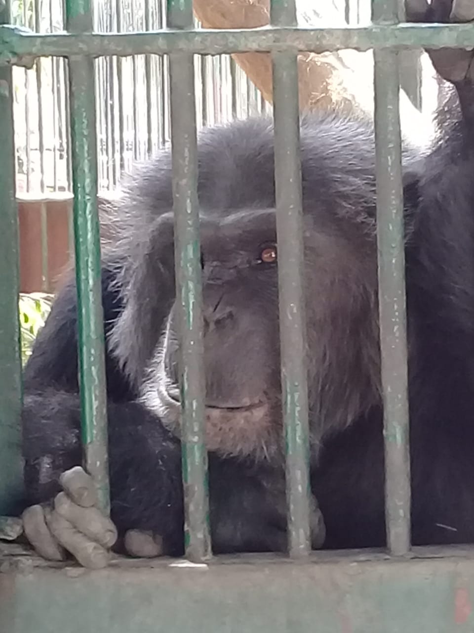 الشمبانزي الحزين