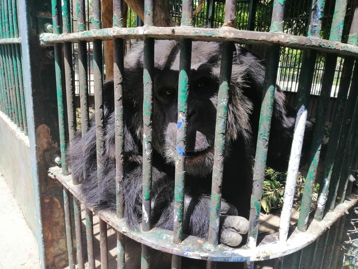 الشمبانزي في حديقة الحيوان