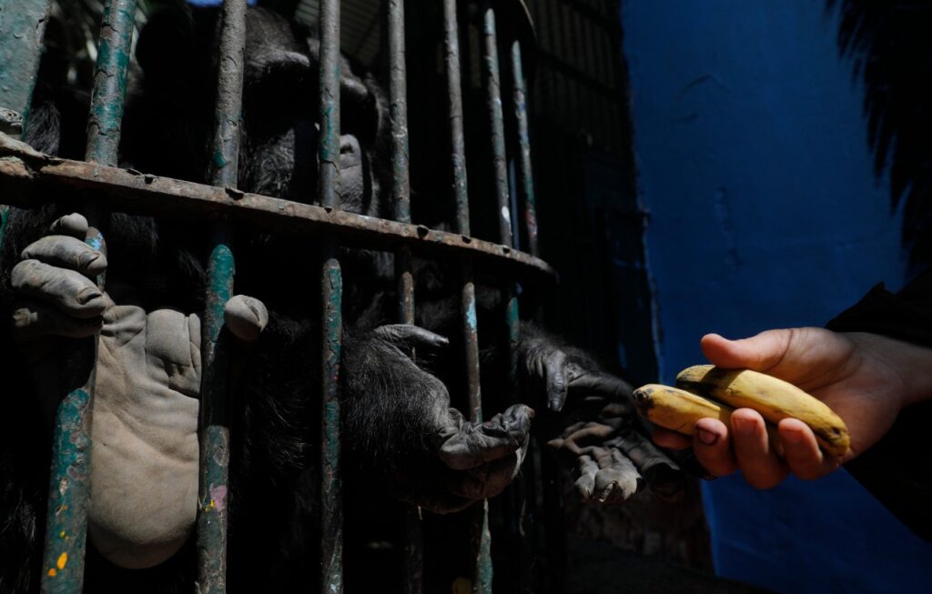الشمبانزي والموز في حديقة الحيوان scaled