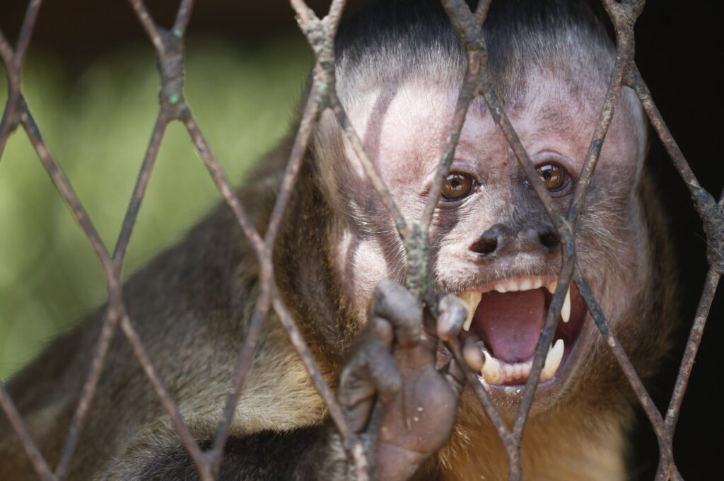القرد ينتظر المستقبل العامض في حديقة الحيوان scaled