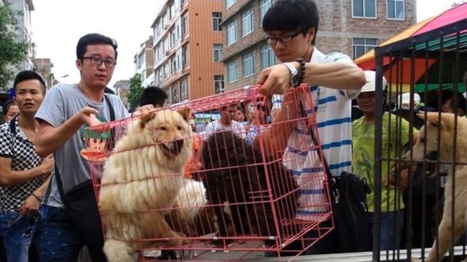 بيع كلاب صيني