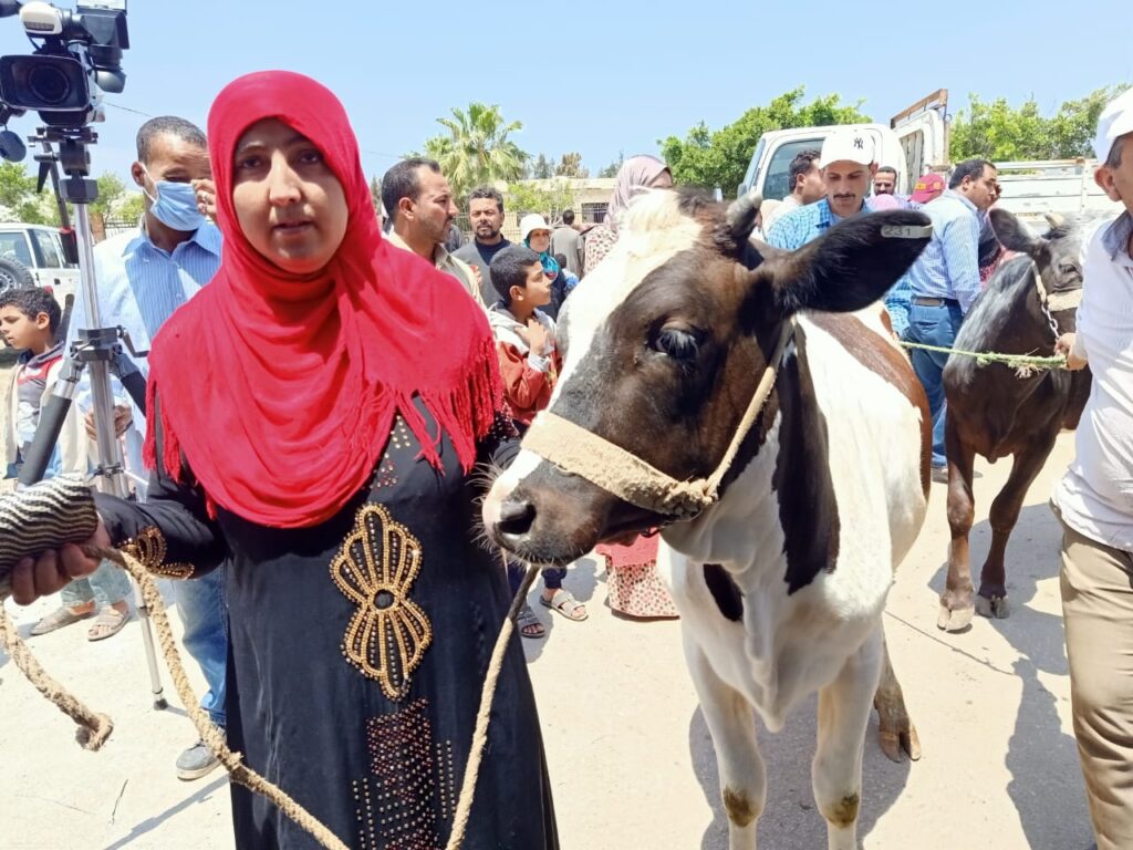 توزيع أبقار للمستفيدين من مشروع الإستثمارات الزراعية المستدامة scaled