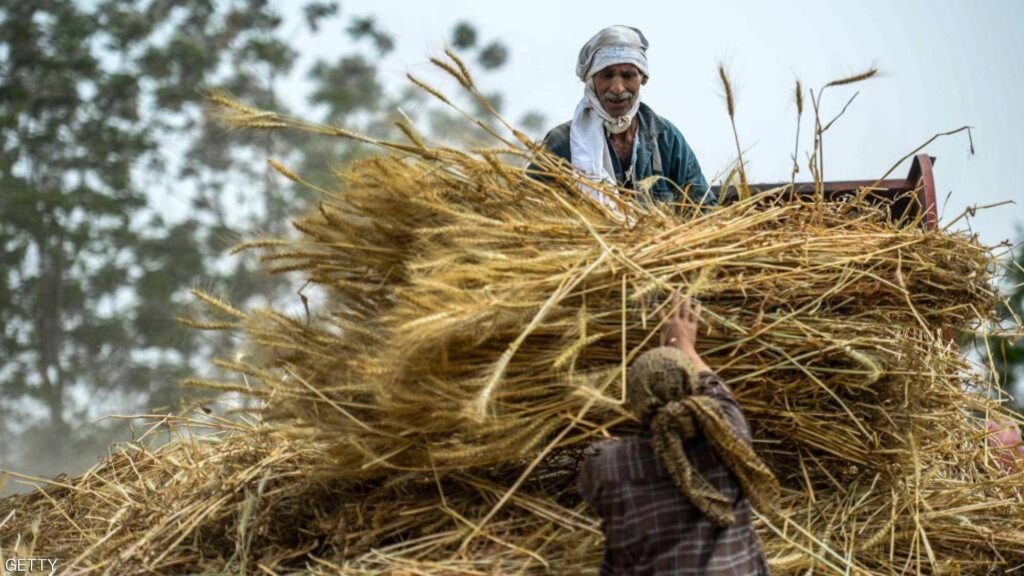 حصاد القمح في مصر scaled