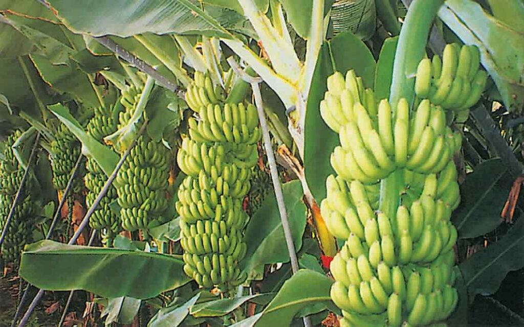 زراعة الموز في الاراضي القديمة scaled