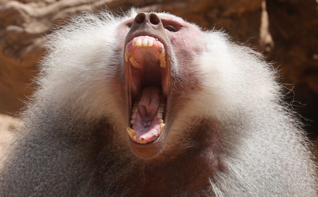 صرخة القرد الأفريقي في حديفة الحيوان scaled