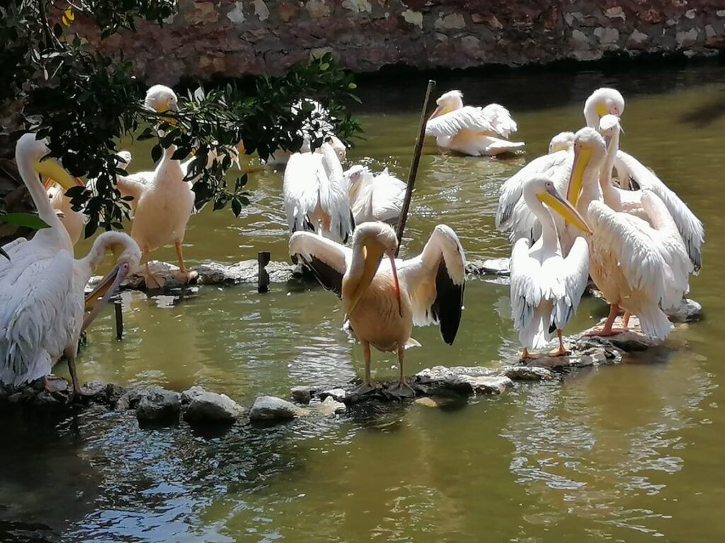 طيور البجعة في حديقة الحيوان scaled
