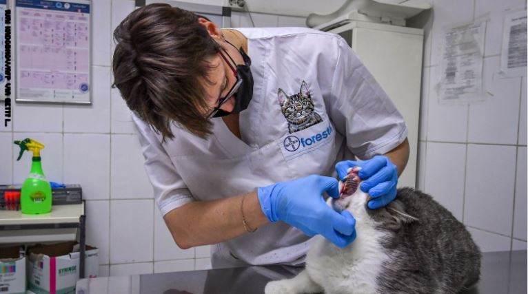 قطة مصابة بفيروس كورونا