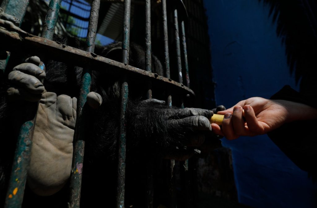 لمسة حب بين الشمبانزي وأحد العمال في حديقة الحيوان خلال حظر الدخول scaled