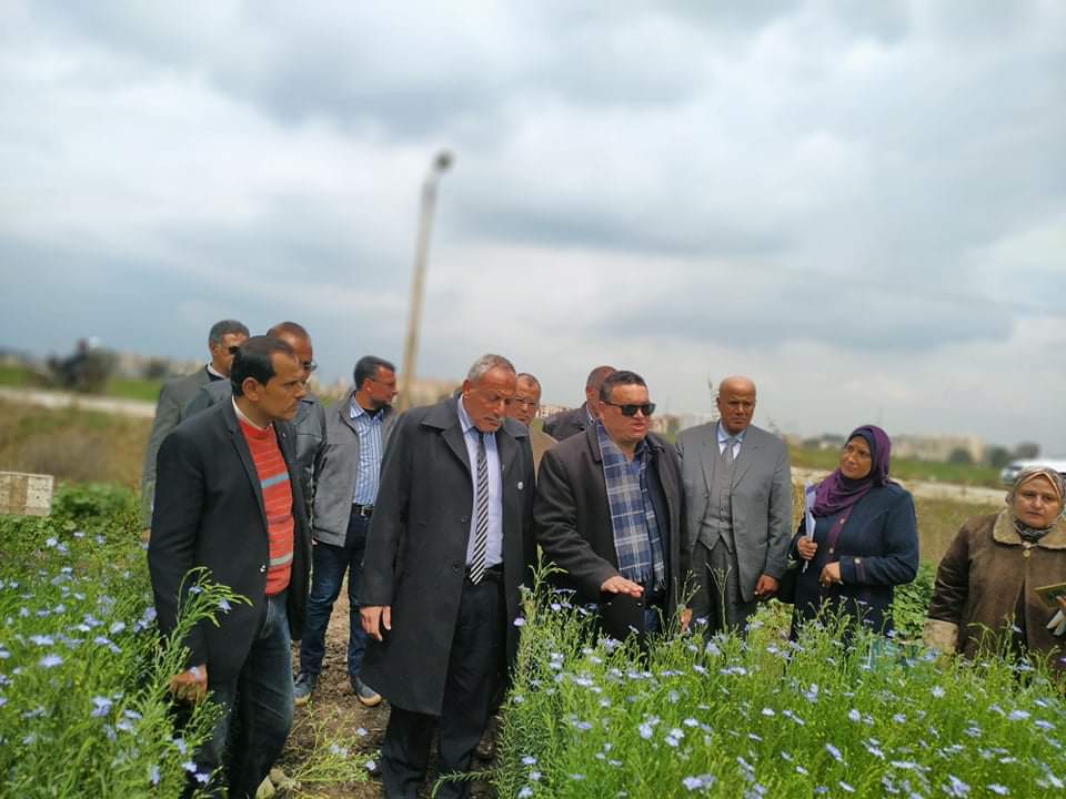 الدكتور علاء خليل مدير معهد المحاصيل يتفقد زراعات الكتان - صورة ارشيفية