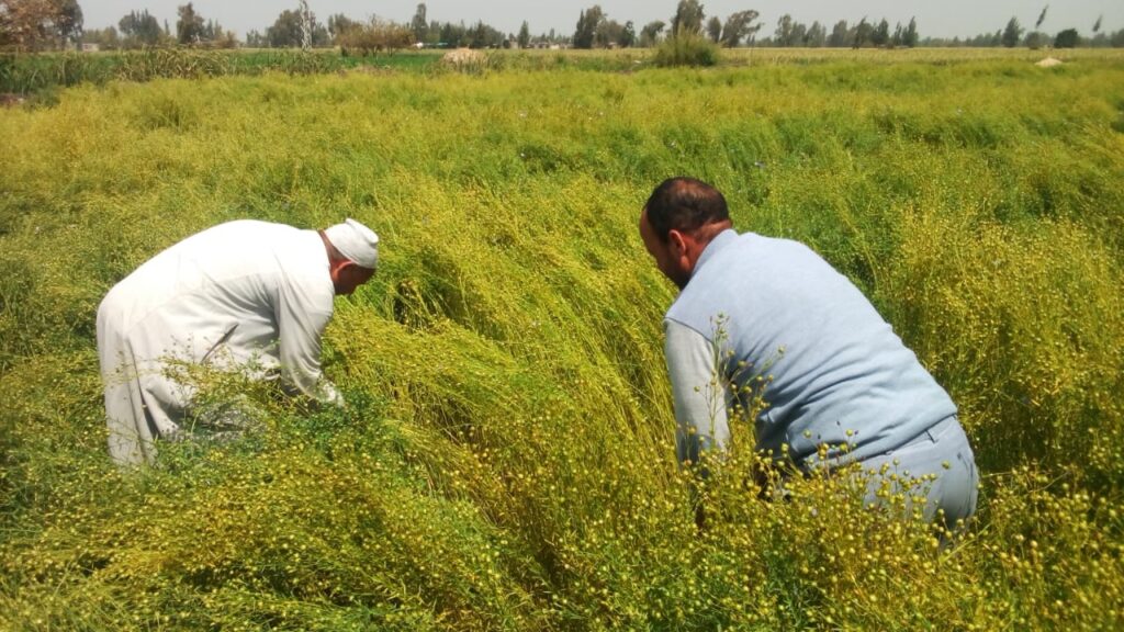 حصاد الكتان في مصر scaled