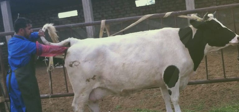 الكفاءة التناسلية للأبقار