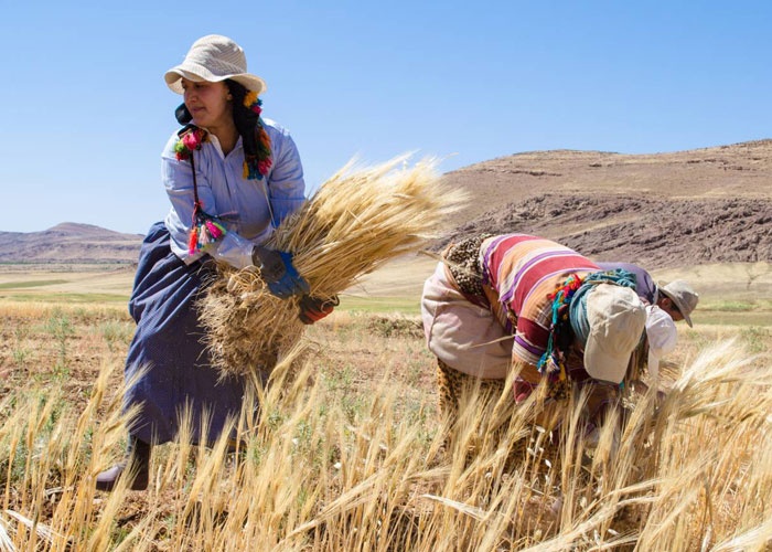 زراعة القمح في المغرب