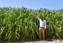 زراعة محاصيل الأعلاف في محافظة مطروح