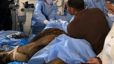 اجؤاء عملية جراحية لأسد في حديقة الحيوان