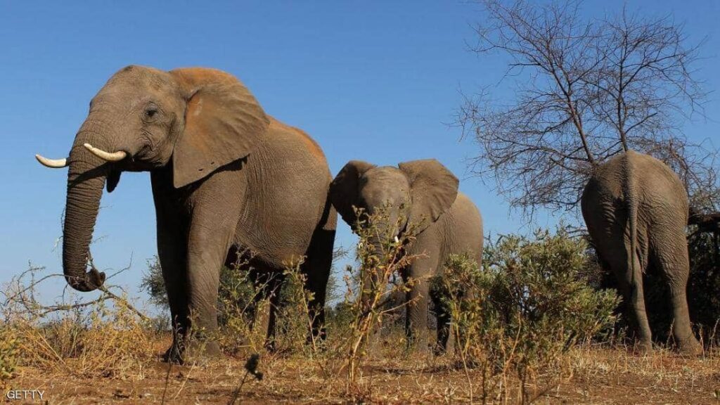 الفيل الفيلة scaled