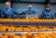 الموالح صادرات البرتقال