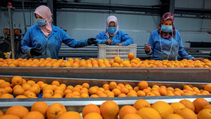 صادرات الموالح صادرات البرتقال