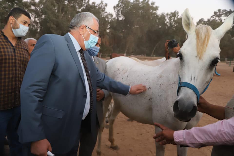 وزير الزراعة يتفقد محطة الزهراء للخيول العربية