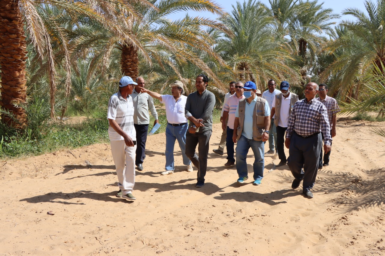 وفد مشترك من بحوث الصحراء والفاو يتفقد المشروعات الزراعية في الوادي الجديد 4