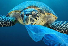 البلاستيك يخنق الأحياء البحرية