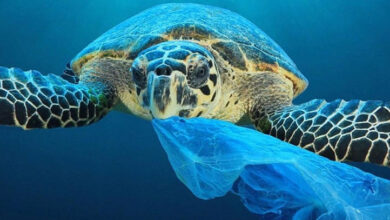 البلاستيك يخنق الأحياء البحرية
