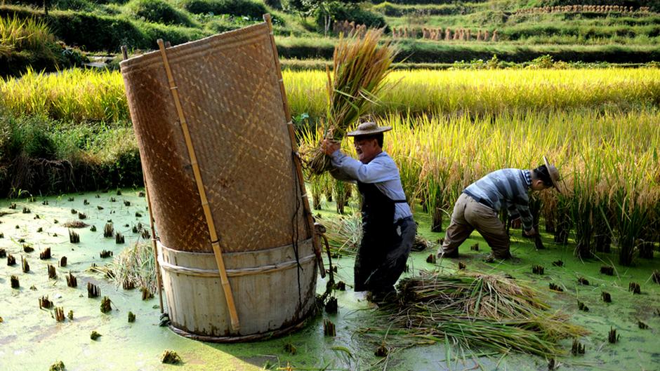زراعة الأرز في الصين