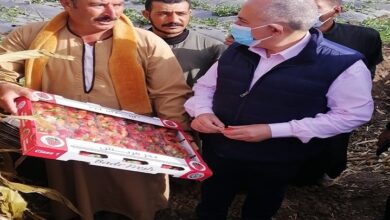 وزير الري يتفقد زراعات الفراولة في المنوفية