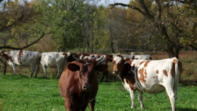 ماشية ثروة حيوانية أبقار