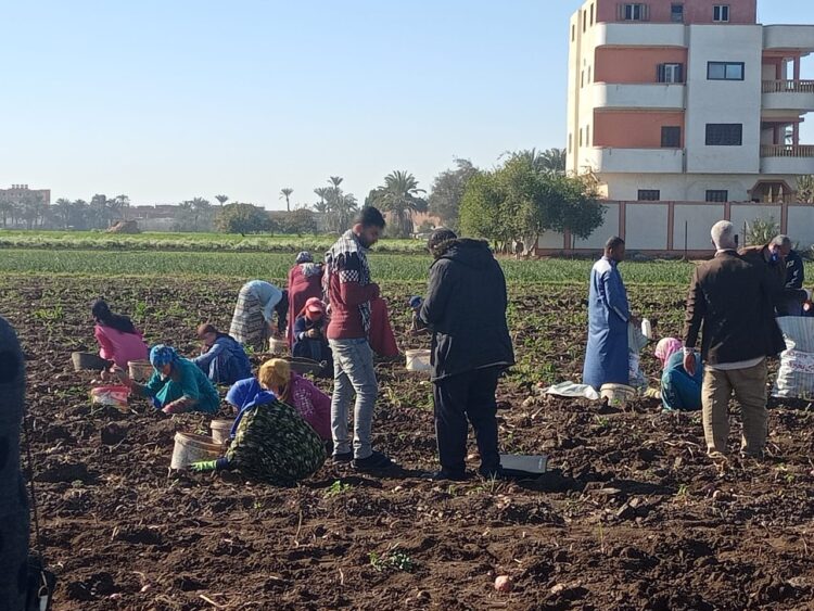 افتتاح موسم حصاد البطاطس بحضور هيئة «كير الدولية» لتمكين المرأة الريفية