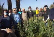 علاء خليل في محطة سدس لمتابعة زراعات القمح