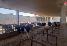 تربية الأبقار في سوريا