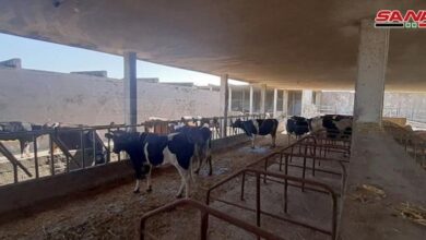 تربية الأبقار في سوريا