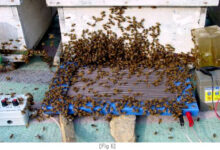 جهاز جمع سم النحل