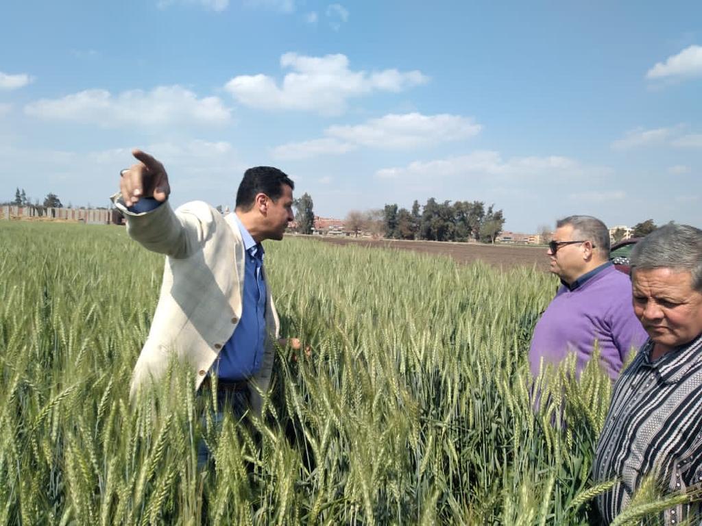 دكتور علاء خليل مدير معهد المحاثيل يتفقد حالة القمح والفول البلدي بالقليوبية 5