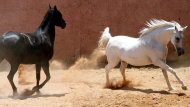 الخيول العربية في سوريا