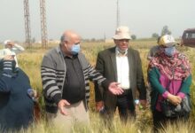 الدكتور أشرف خليل مدير معهد أمراض النبات يتفقد حالة محصول القمح