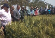علاء خليل يتابع حالة القمح في الغربية