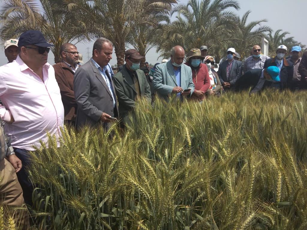 الدكتور علاء خليل يتابع حالة القمح في الغربية