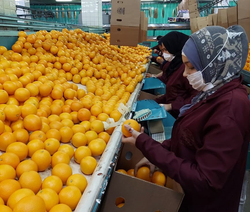 شحنة البرتقال المصري لليابان 8