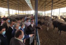 وزير الزراعة يتفقد محطة الإنتاج الحيواني في غرب المنيا