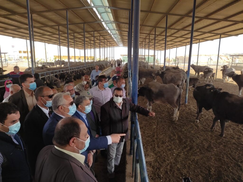 الزراعة يتفقد محطة الإنتاج الحيواني في غرب المنيا scaled