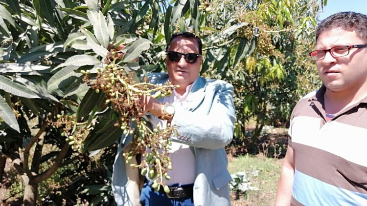 نجاح زراعات المانجو بالري بالتنقيط بمحافظة دمياط