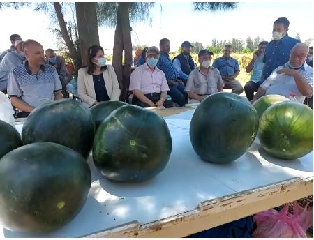 الدكتور محمد سليمان يتفقد إنتاج مصر من البطيخ