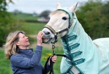 حصان يعاني من حساسية الخيول